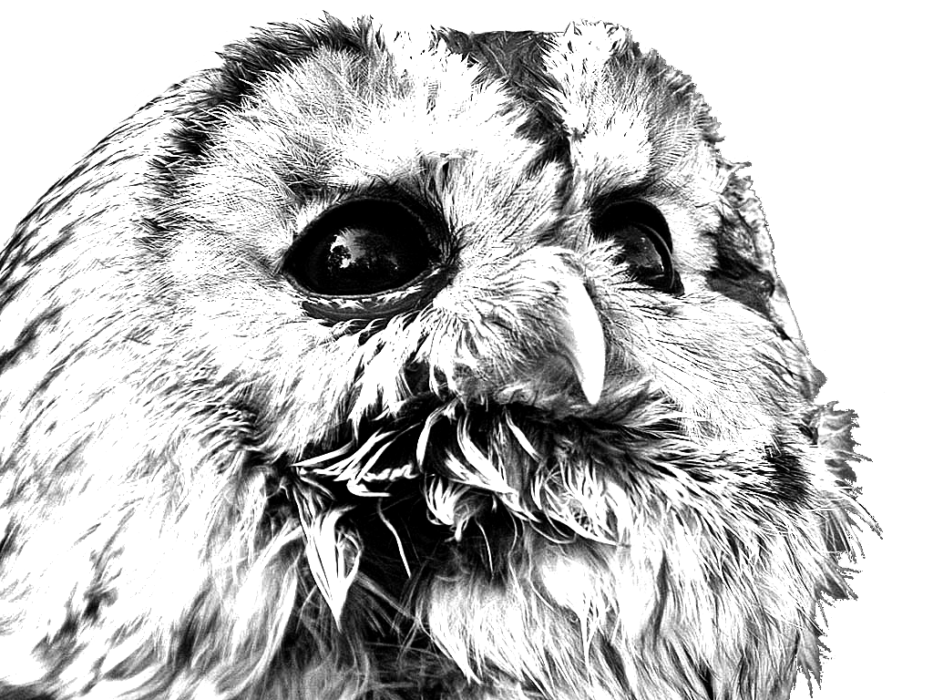 http://www.adaptstudio.ca/blog/images/closeheroicowl.png