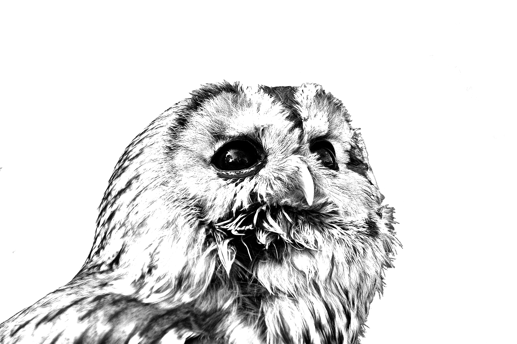 http://www.adaptstudio.ca/blog/images/heroicowl.png