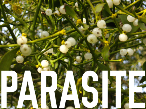 parasitemistletoe.png