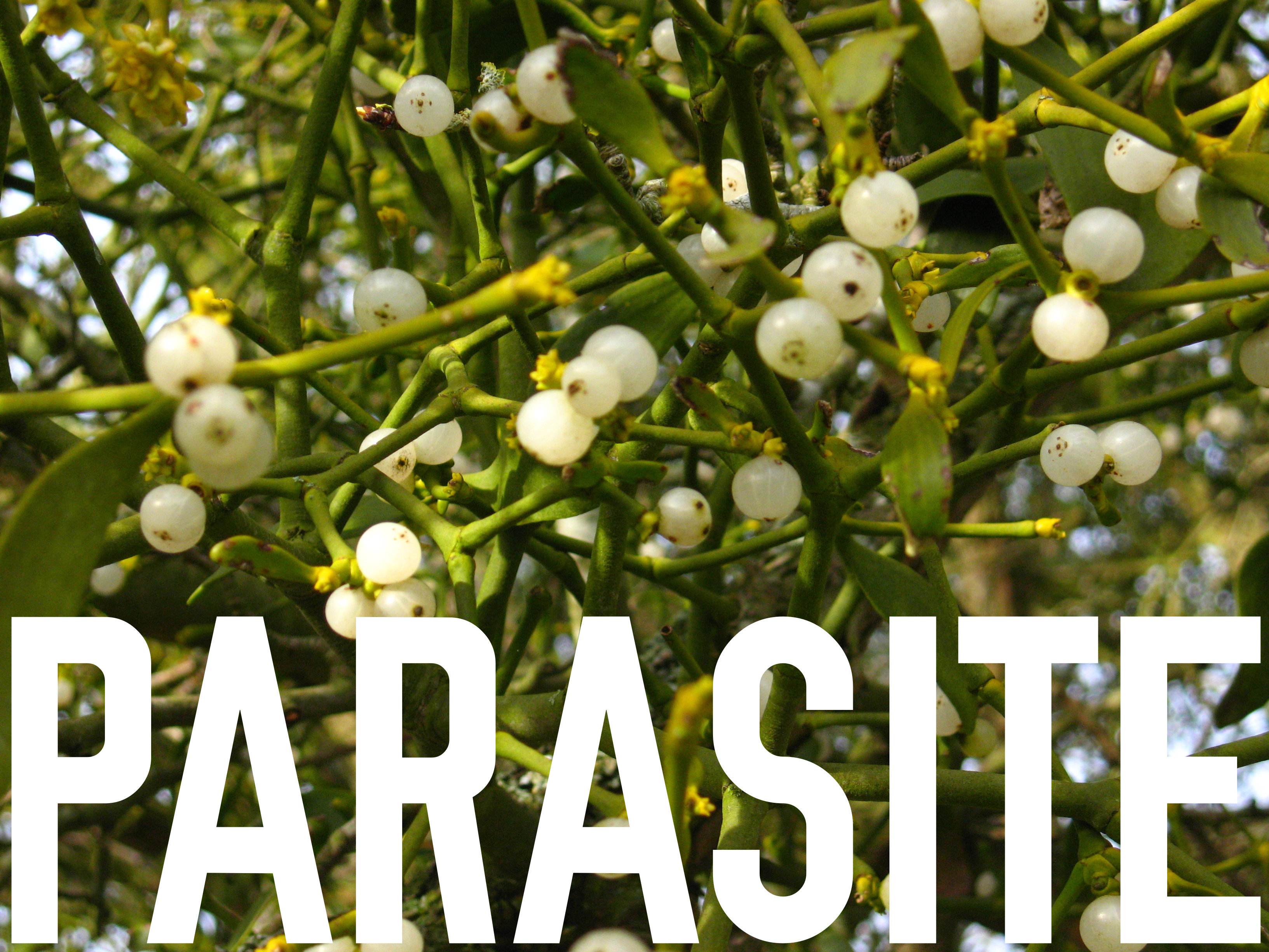 http://www.adaptstudio.ca/standards/parasitemistletoe.png